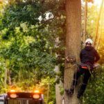 why hire certified arborist
